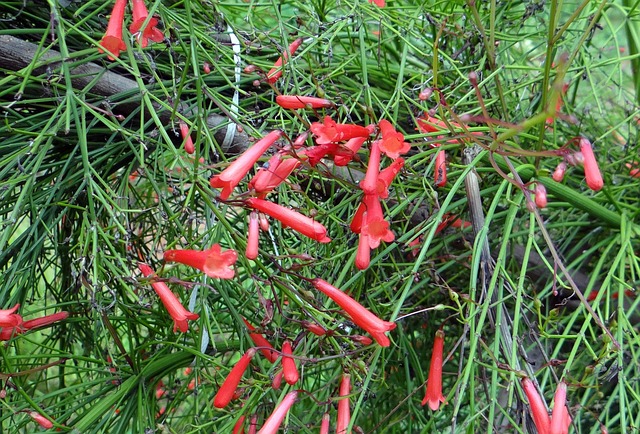 鞭炮厂 珊瑚植物 花 - 上的免费照片