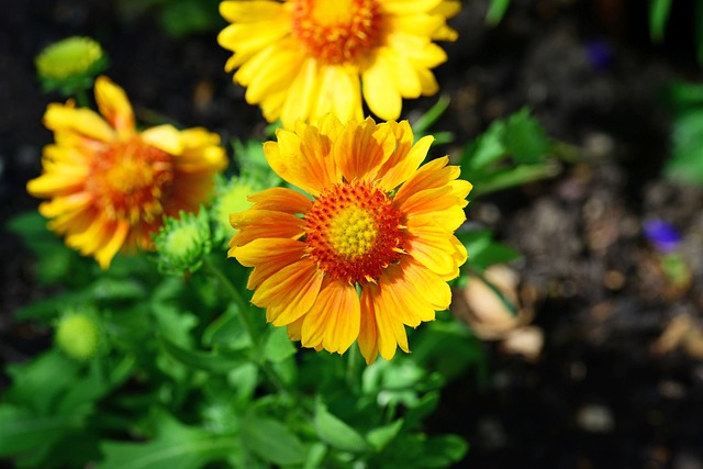 Gaillardia 毯子花 向日葵家族 - 上的免费照片