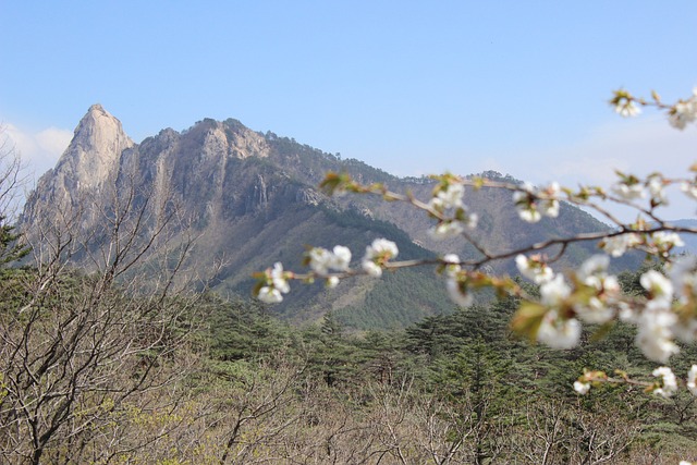 束草市 雪岳山 - 上的免费照片