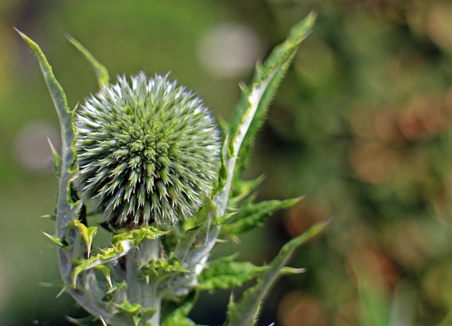 开花 球蓟 Echinops - 上的免费照片