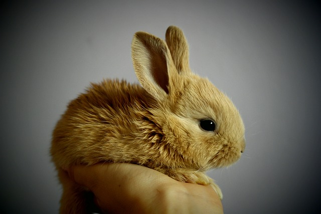 兔 兔子 宠物 - 上的免费照片