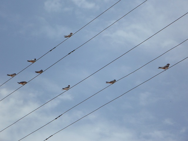 燕子 电力线路 电缆 - 上的免费照片
