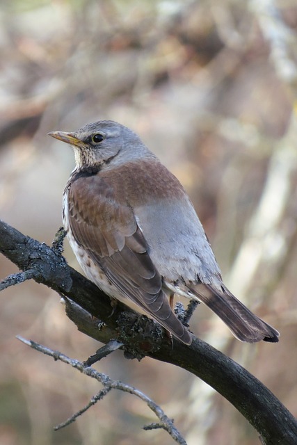 鸬鹚 Fieldfare 画眉 - 上的免费照片