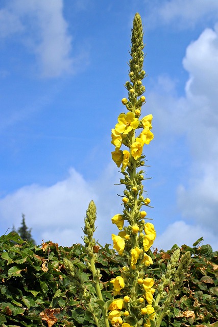 毛蕊花 Verbascum 花 - 上的免费照片