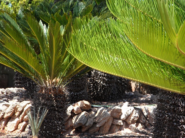 苏铁 蕨类 植物园 - 上的免费照片