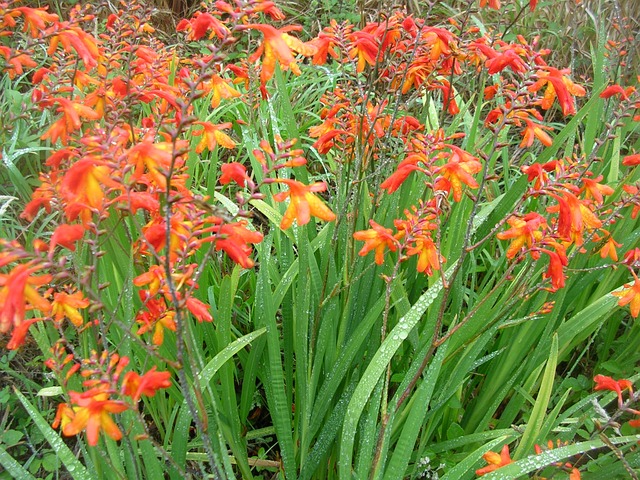 花朵 荒野 场地 - 上的免费照片