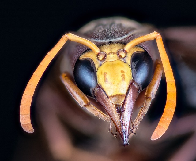 大黄蜂 昆虫 宏 - 上的免费照片