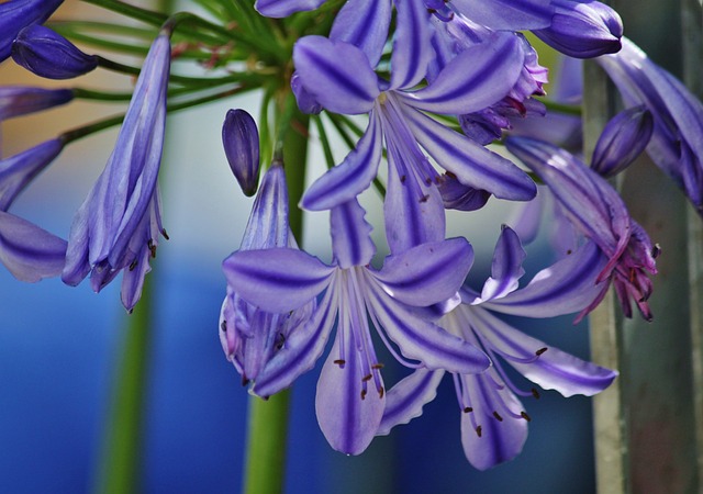 观赏百合 百合 花序 - 上的免费照片