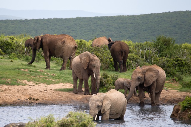 大象 洗澡 野生动物 - 上的免费照片