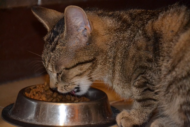 食物 午餐 猫 - 上的免费照片