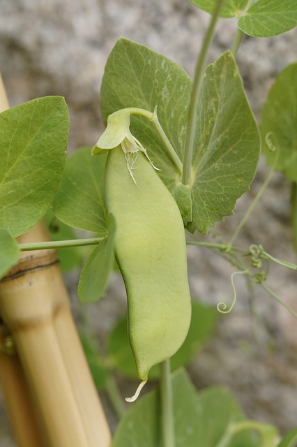 豌豆荚 豌豆 豌豆植物 - 上的免费照片