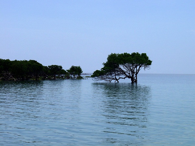 红树林 水 浅层水 - 上的免费照片