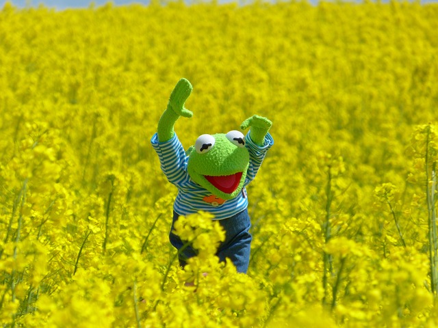 油菜 油菜籽场 青蛙 - 上的免费照片