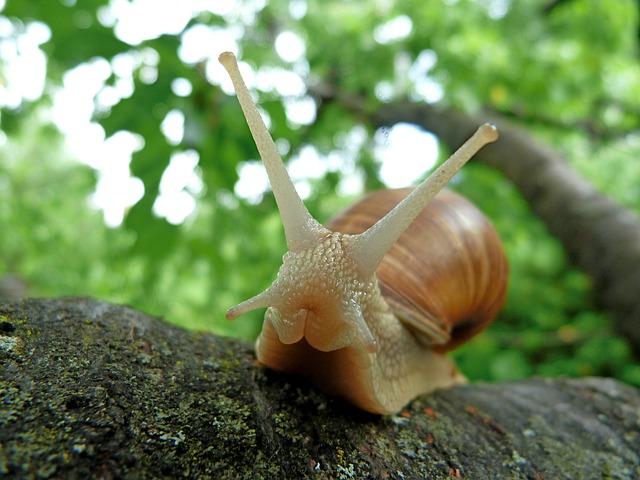 蜗牛 自然 正面 - 上的免费照片