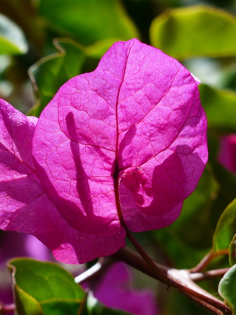 九重葛 丰富多彩的 开花 - 上的免费照片