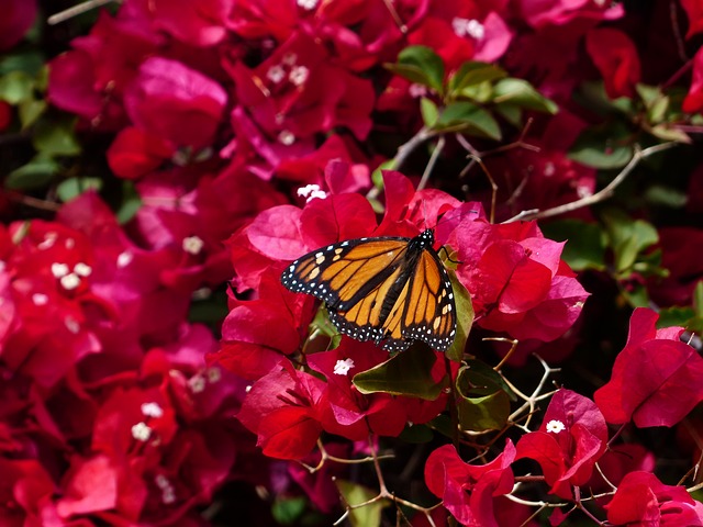 九重葛 丰富多彩的 蝴蝶 - 上的免费照片