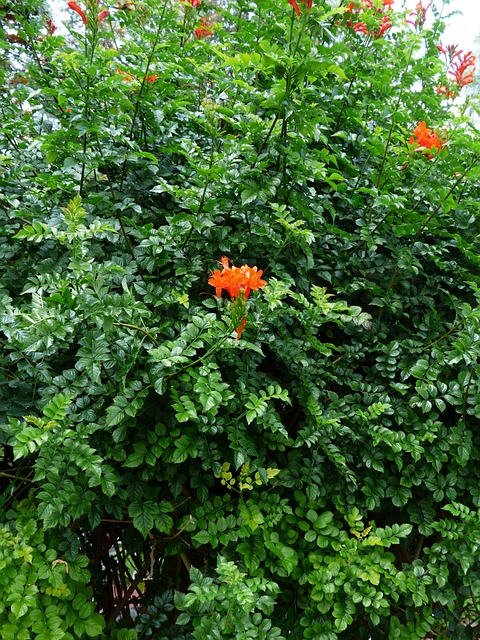 开普金银花 灌木 开花 - 上的免费照片