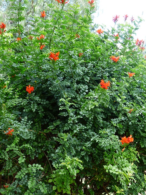 开普金银花 灌木 开花 - 上的免费照片