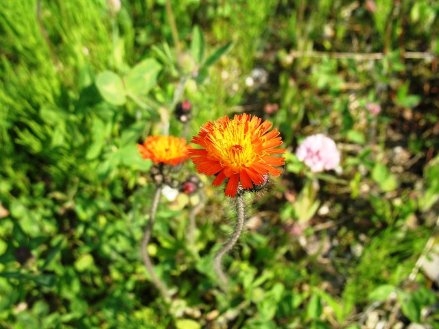 橙色鹰草 桔梗 花朵 - 上的免费照片