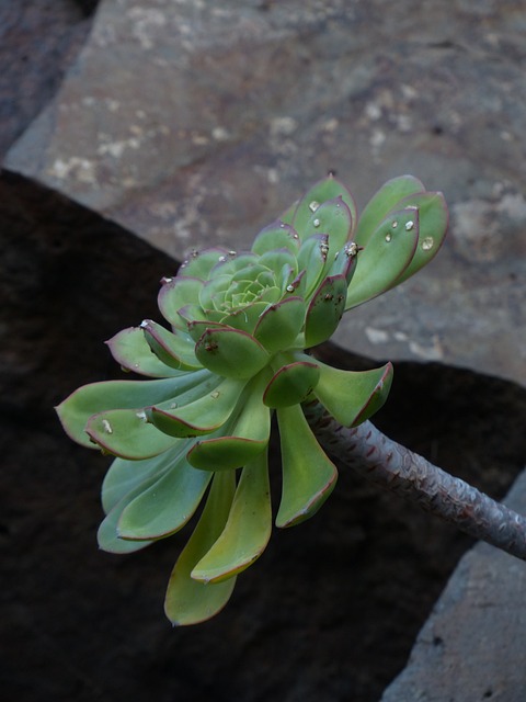 华夏永生 多汁的 植物 - 上的免费照片