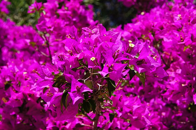 九重葛 紫色的 花朵 - 上的免费照片