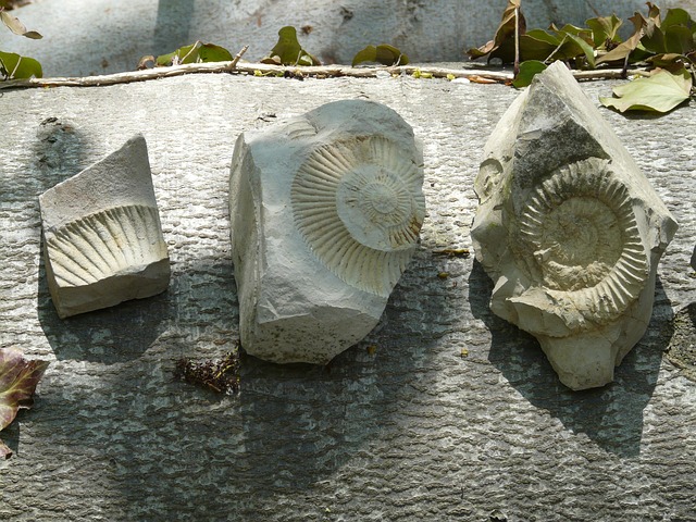 化石 菊石 石头 - 上的免费照片