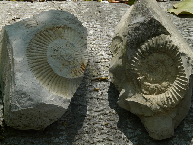 化石 菊石 石头 - 上的免费照片