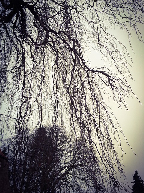 垂柳 秃 树 - 上的免费照片