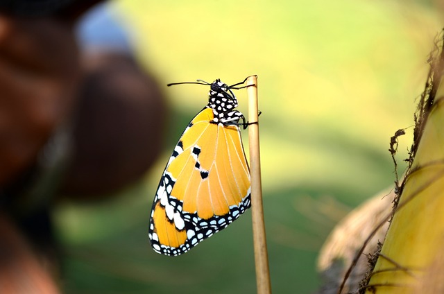 蓝虎蝴蝶 蝴蝶 昆虫 - 上的免费照片