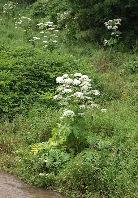 大力士灌木 Hogweed 植物 - 上的免费照片