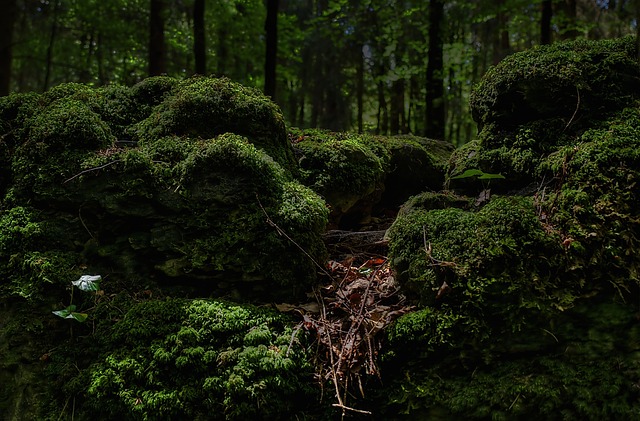 苔藓 森林 绿色 - 上的免费照片