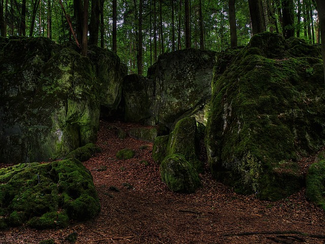 苔藓 森林 绿色 - 上的免费照片
