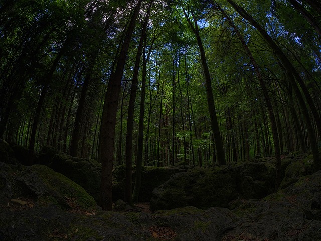 苔藓 森林 绿色 - 上的免费照片