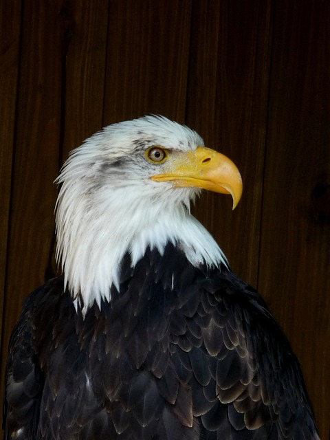 海鹰 鸟 鹰 - 上的免费照片