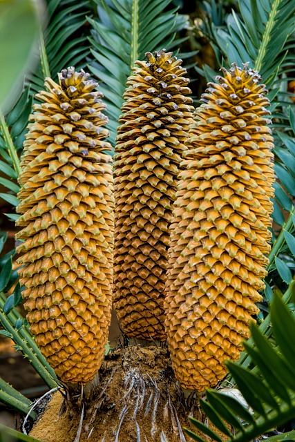 苏铁 常绿 植物 - 上的免费照片