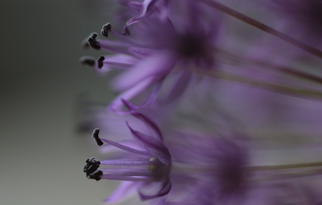 葱属 花朵 植物 - 上的免费照片