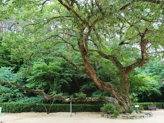 安东 岛山书院 老树 - 上的免费照片