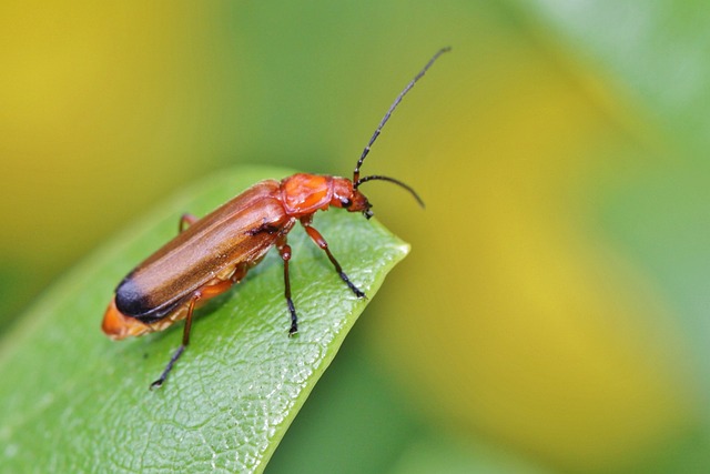 红色软甲虫 甲虫 红黄软甲虫 - 上的免费照片