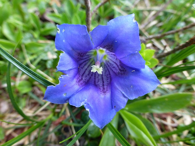 蓝色龙胆 龙胆 花 - 上的免费照片