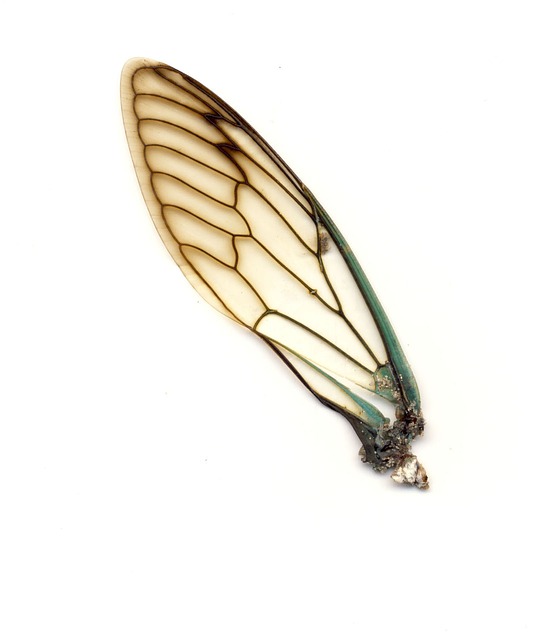 翅膀 昆虫 蜻蜓 - 上的免费照片