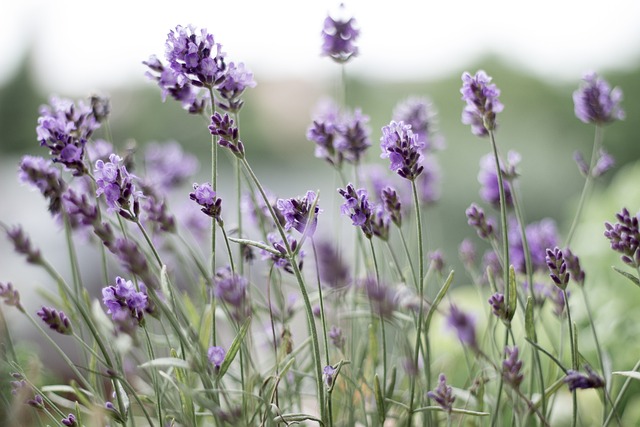 薰衣草 紫色的 薰衣草花 - 上的免费照片
