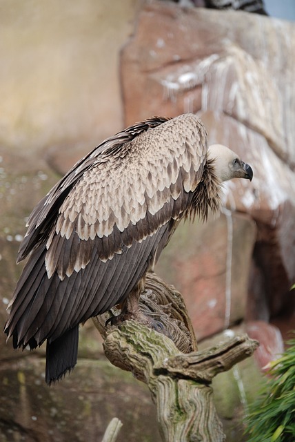 秃鹫 狮鹫 清道夫 - 上的免费照片