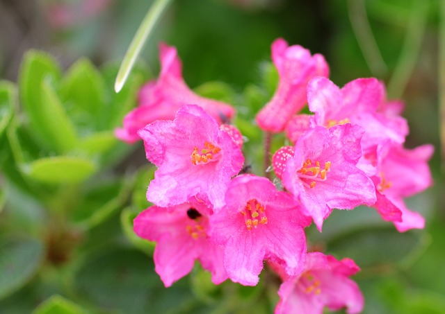 纤毛 Alpenrose 高山玫瑰 布鲁姆 - 上的免费照片