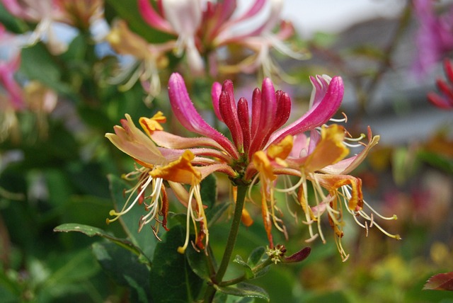 金银花 特写 花 - 上的免费照片