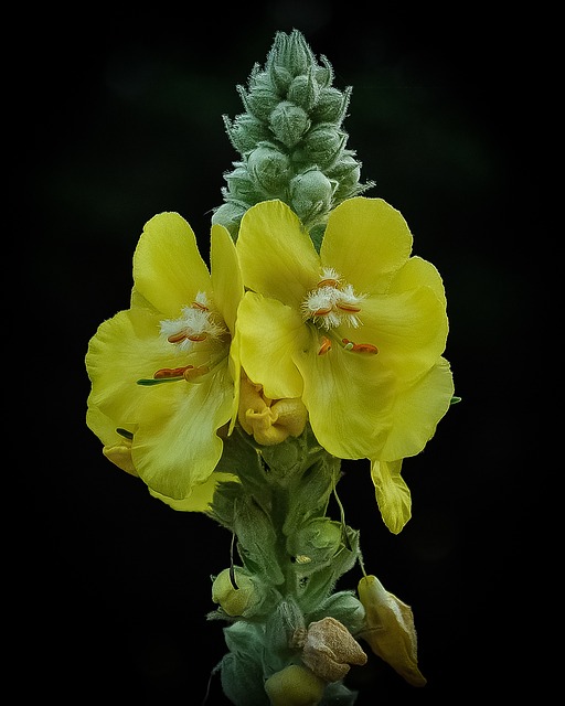 Mullein 花 黄色 - 上的免费照片