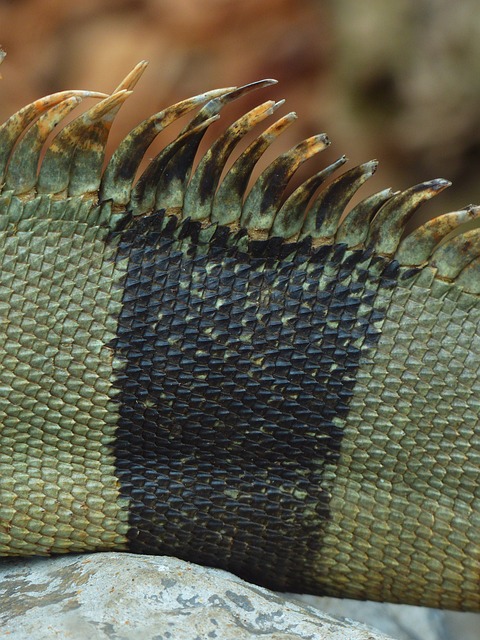后梳 绿鬣蜥 鬣蜥 - 上的免费照片