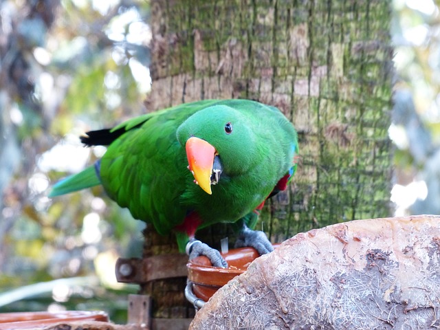 Eclectus 鹦鹉 鸟 - 上的免费照片