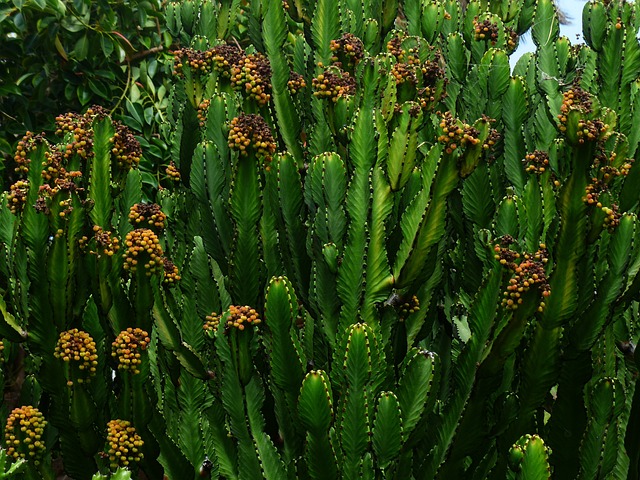 三角乳草 植物 开花 - 上的免费照片
