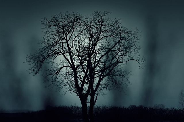 树木 剪影 神秘 - 上的免费照片