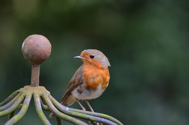 知更鸟 鸟 Erithacus Rubecula - 上的免费照片